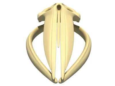 Fin Whale Skull 3D model