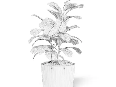 Fig Plant 3D Model in Wicker Basket 3D model