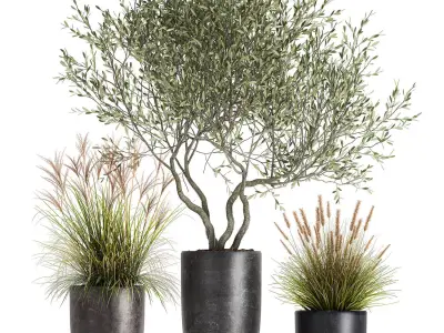 Plants in a black pot for the interior 1052 3D model