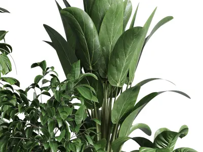 Collection indoor plant ficus rubbery monstera palm stand 3D model