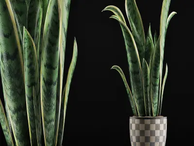 Plants Collection 44 3D model