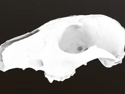 Fox skull Low-poly 3D model