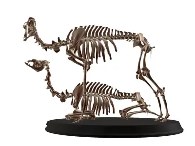 Couple Camel Cranium Low-poly 3D model