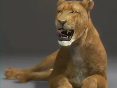 Lioness lion 3D model