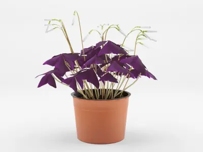 Collection-4 of House Plant 3D Models - 5 Models