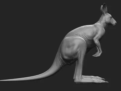 Kangaroo Female 3D model