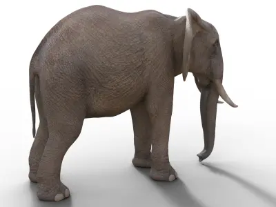 realistic Rigged Elephant  3D model