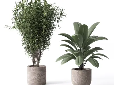 Indoor Plant Set 02 3D model get