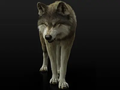 Wolf 2 RIGGED XGEN igs 3D model