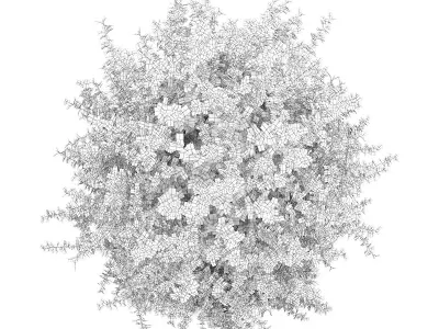 Large Boxwood Plant Buxus sempervirens 3D model