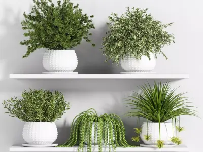 Indoor Plant Set 22 3D model