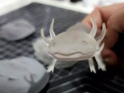 Ambystoma mexicanum - Mexican salamander - Walking fish 3D model