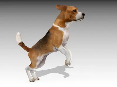 Beagle dog Low-poly 3D model