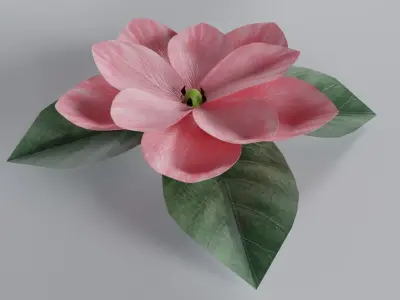 3D Magnolia Flower Model - Blender Low-poly 3D model
