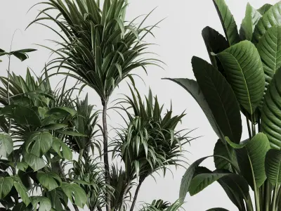 indoor plant plam ficus rubbery monstera concrete vase 3D model