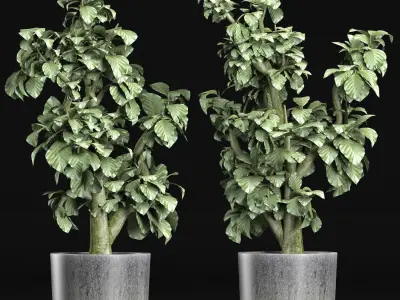 Plants Collection 144 Sageretia Theezans 3D model