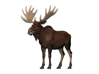 Moose Low-poly 3D model get