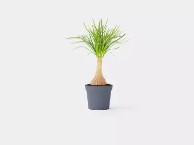 Beaucarnea Recurvata stem Low-poly 3D model