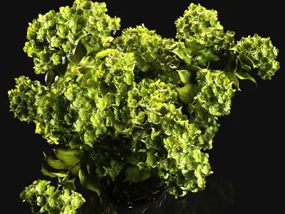 A bouquet of hydrangea 3D model