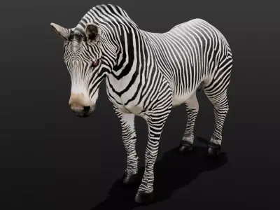 Animated Zebra 3D Model Low-poly 3D model