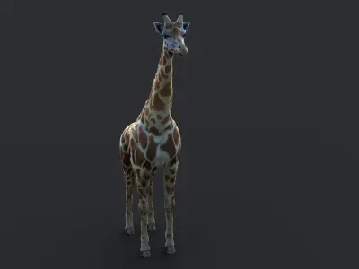 Giraffe XGEN CORE RIGGED 3D model