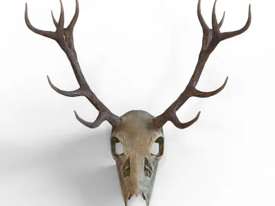 Deer skull with horns Low-poly 3D model