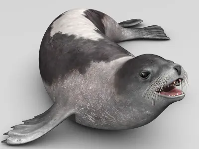 Harp Seal - Adult 3D model
