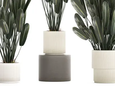 Beautiful Strelitzia in a flower pot for decoration 1284 3D model