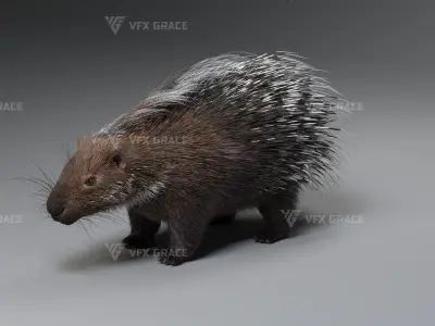 Porcupine Animation - VFX Grace 3D model