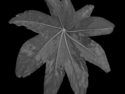 villa 3d fagus sylvestris leaf 3D model
