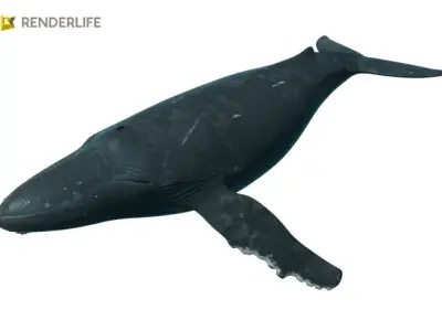Humpback Whale with animation 3D model
