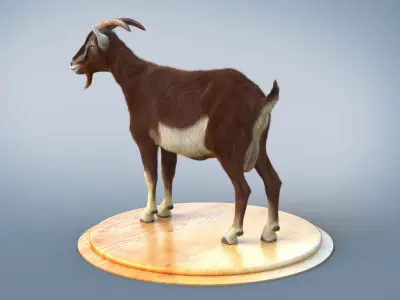 Brown Goat static Xgen Core 3D model