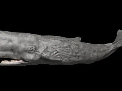 Sperm Whale 3D model