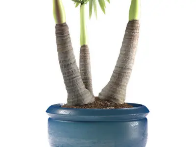 palm plant 148 3D model