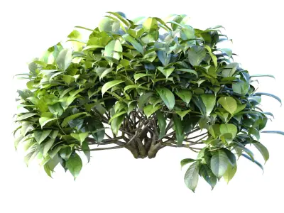 Outdoor garden plants shrubs bush tree 3D model