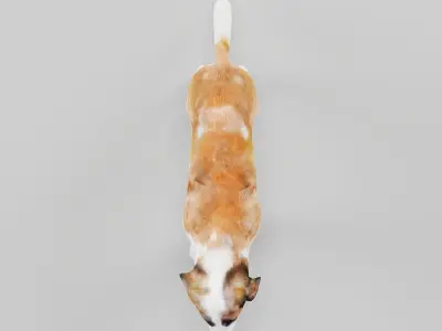 Saint Bernard  Low-poly 3D model