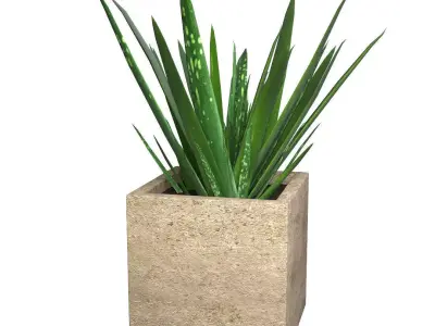 Aloe Vera - Potted Plant 3D model