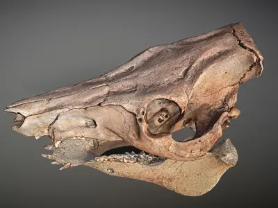 Photorealistic Wild Boar skull and a lower jaw Low-poly 3D model