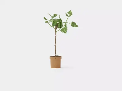 Ficus carica stem Low-poly 3D model