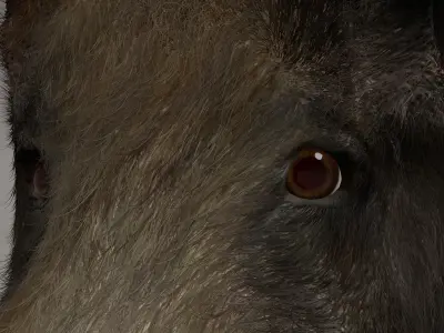 Wild Boar 3D model