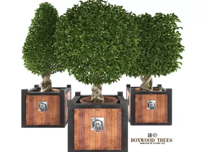 Boxwood trees 3D model
