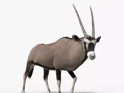 African Oryx Animated VFX Grace 3D model