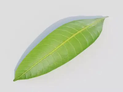 Mango Leaf - Single Realistic Game Ready and HQ Low Poly Low-poly 3D model