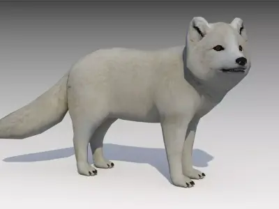 Artic Fox Low-poly 3D model
