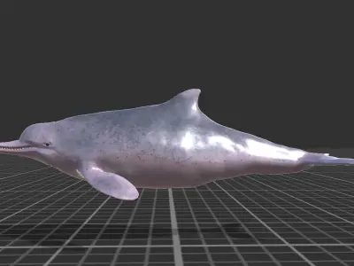 Chinese Dolphin Low-poly 3D model