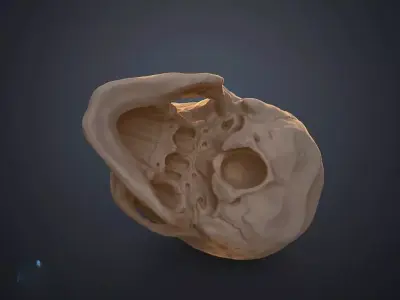 skull human 3D print model