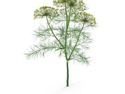 Dill Plant 3D model