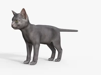 Cute 3D Kitten Rigged 3D model