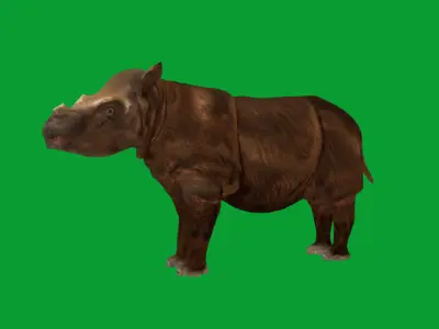 Sumatran Rhinoceros Low-poly 3D model