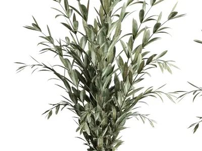 Olives in vases galss 3D model